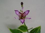 Tricyrtis formosana Gilt Edge